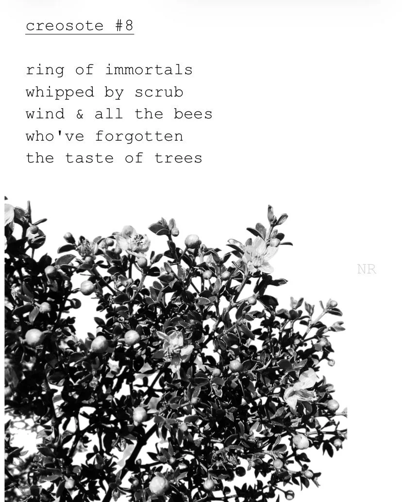 day 426: creosote # 8