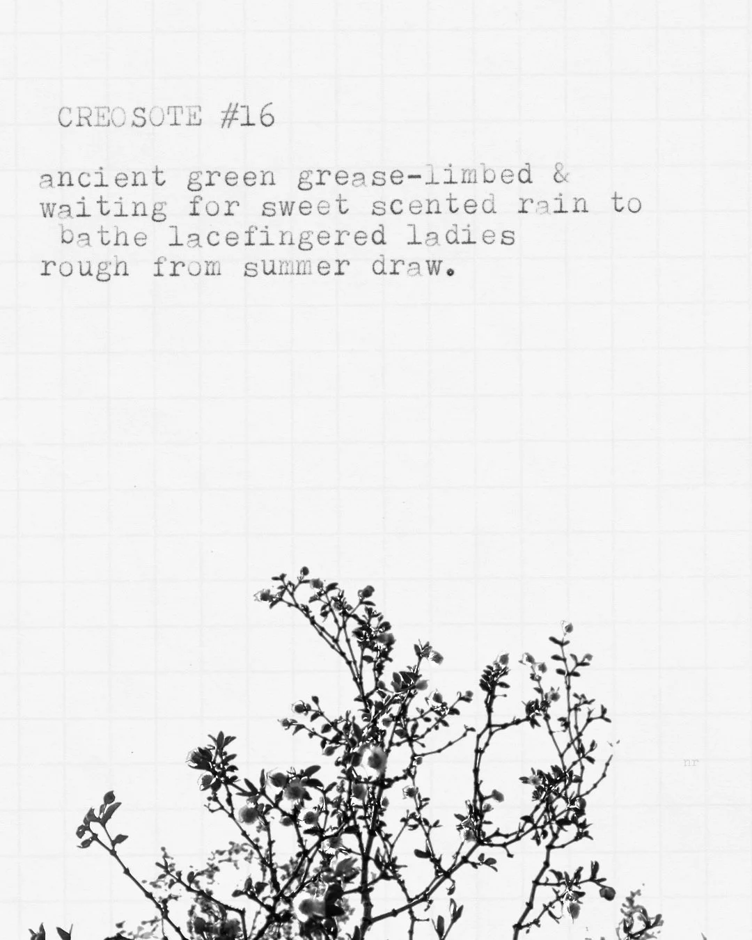 day 434: creosote # 16