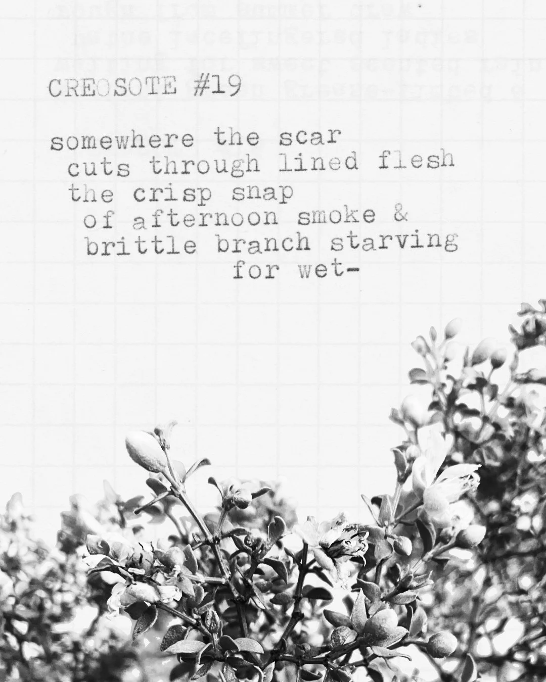 day 437: creosote # 19