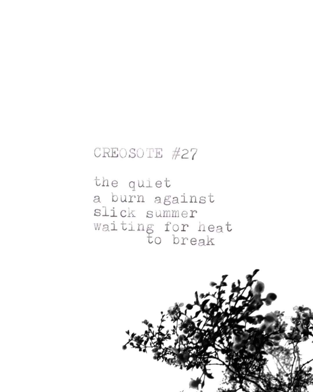 day 445: creosote # 27