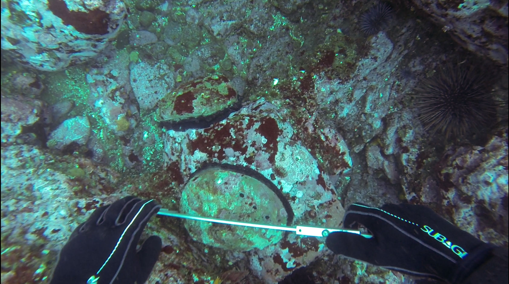Measuring Red Abalone: Subtidal MPA Monitoring