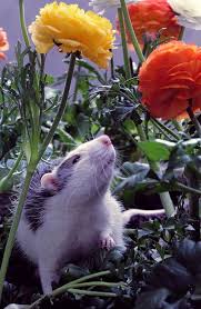 Rats in Bloom Barn Hunt Trial