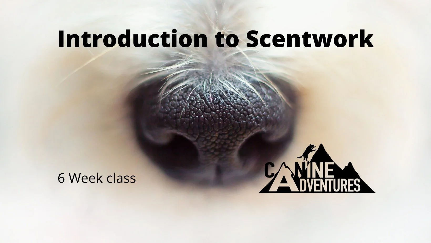 Introduction to Scent-Work