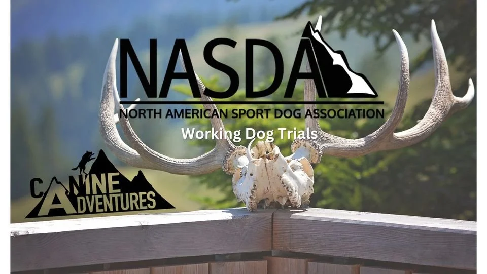 Events — Canine Aventures