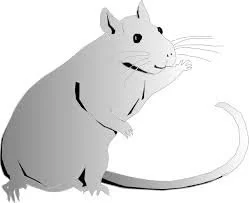 Happy Ratters Trial
