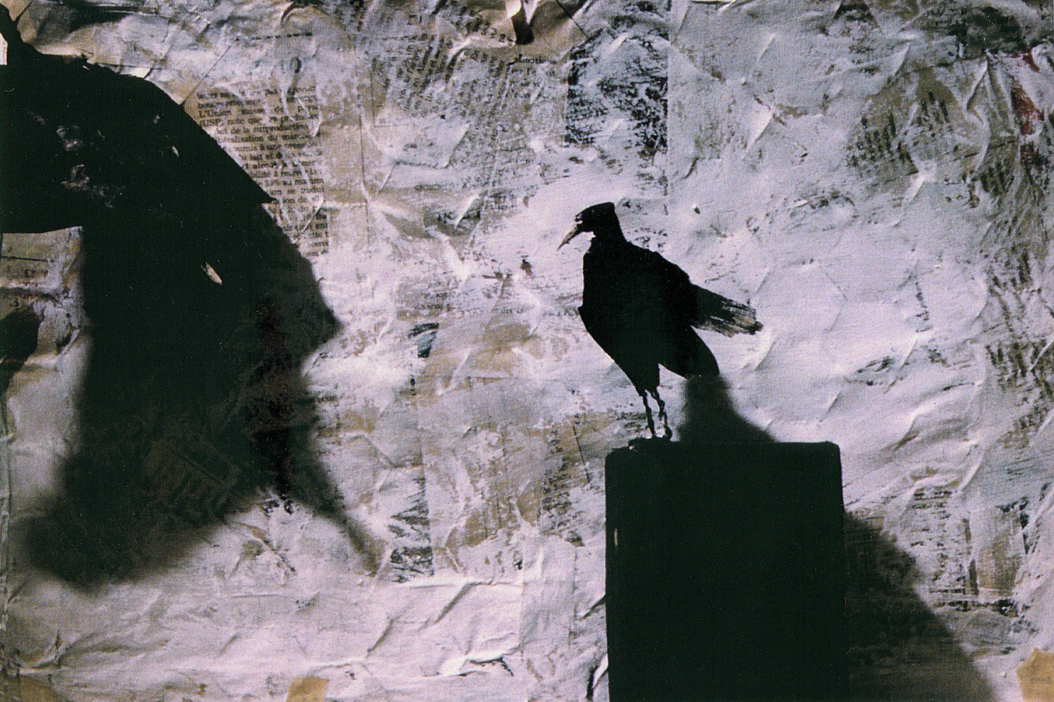 9 Corbeau.jpg