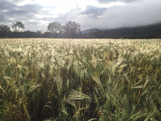 emmer field.JPG