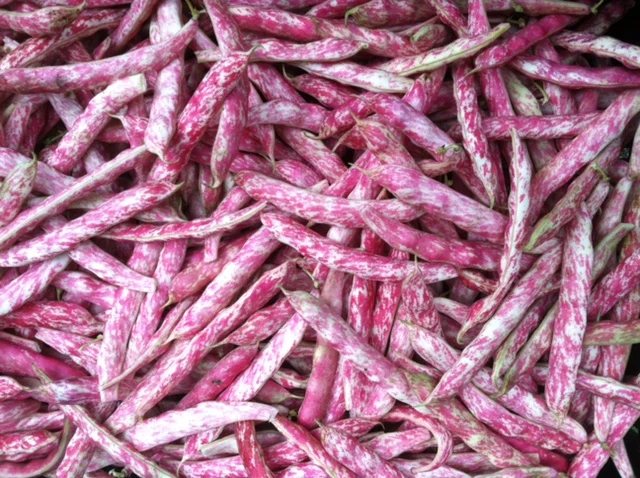borlotti.JPG