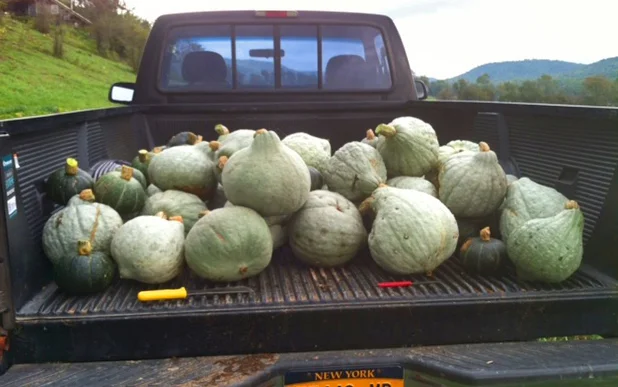squash crop.jpg