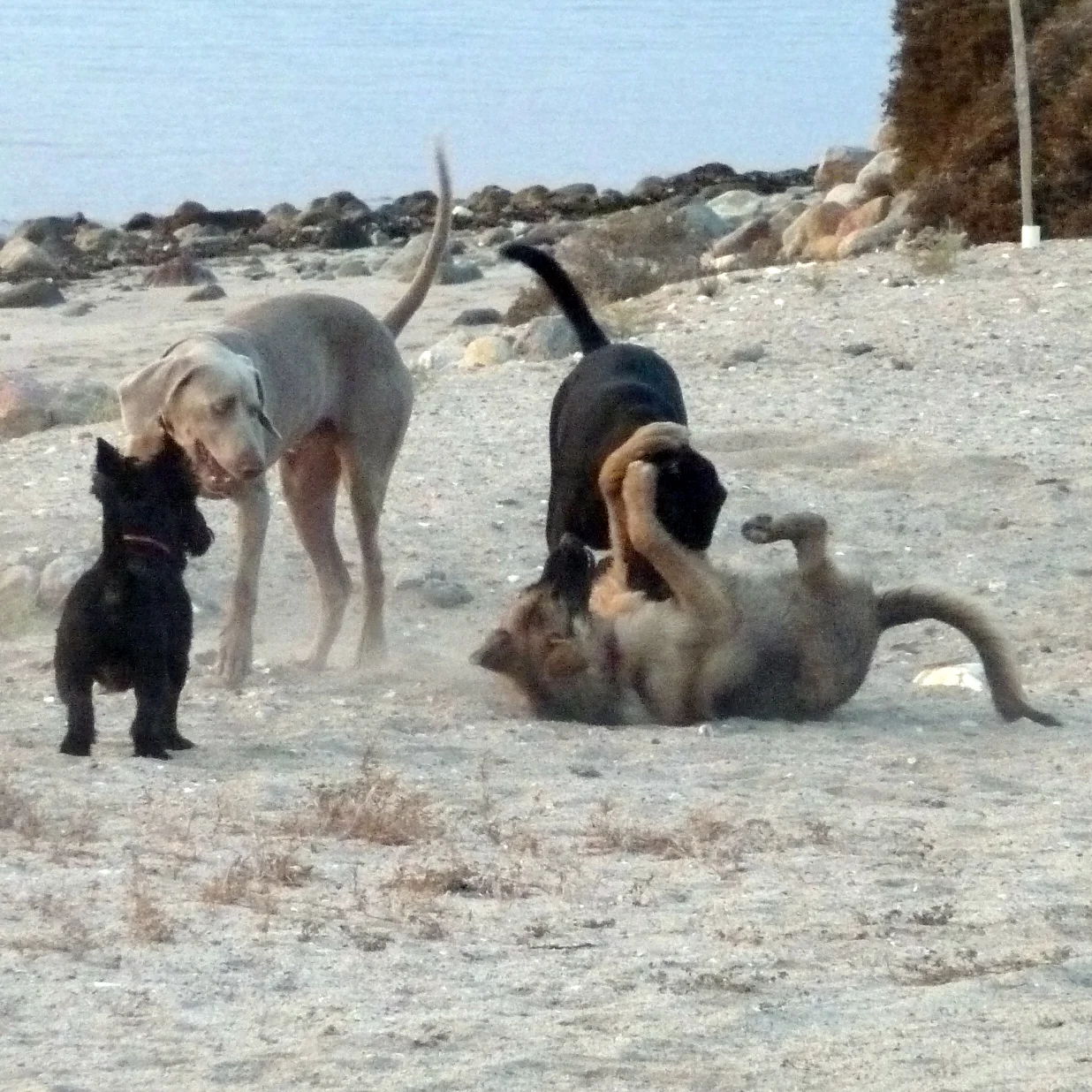 DOGS_2_P1030216.jpg