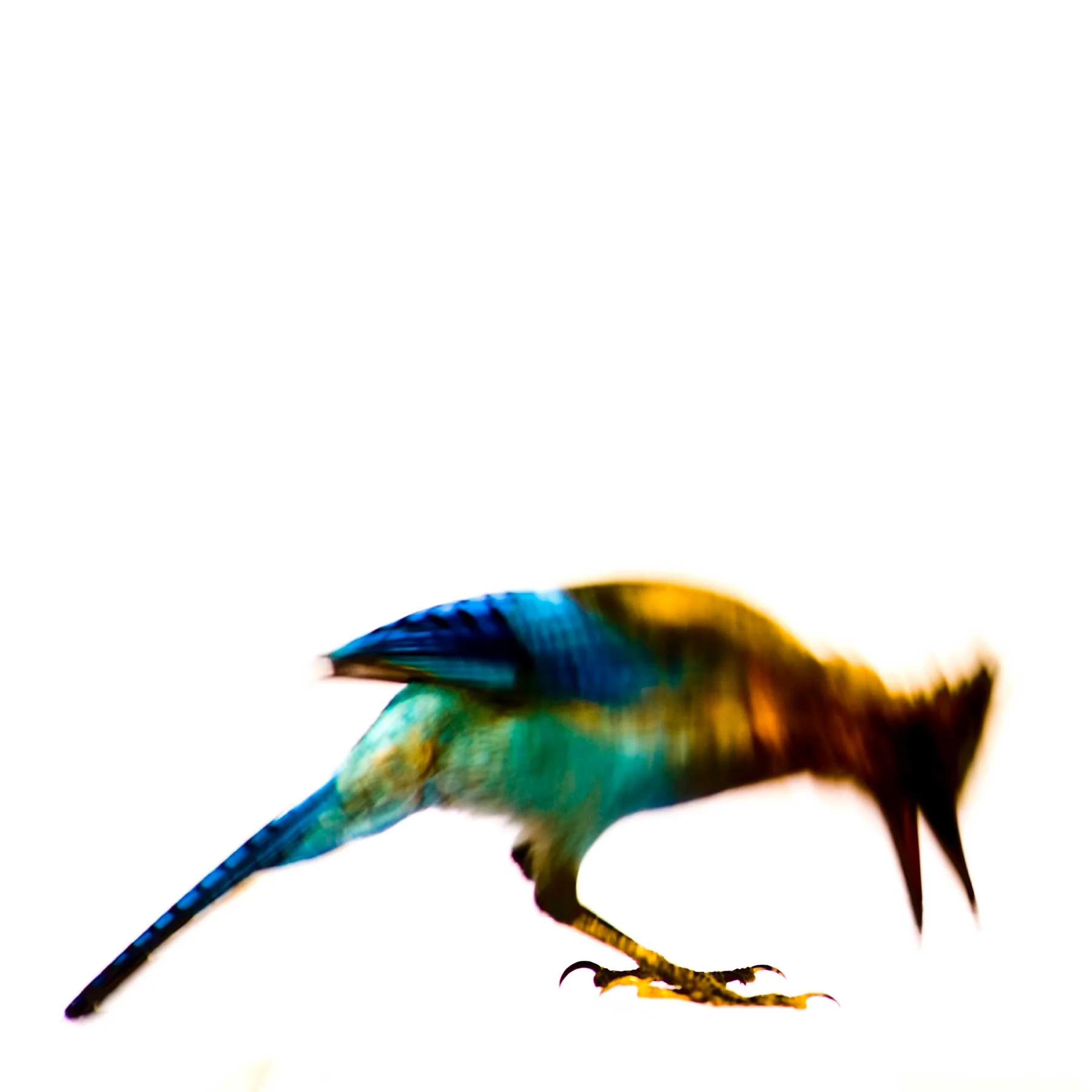 Jay_edit.jpg
