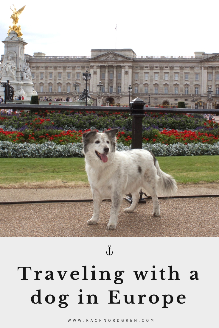 Can Dogs Travel On Trains In Europe