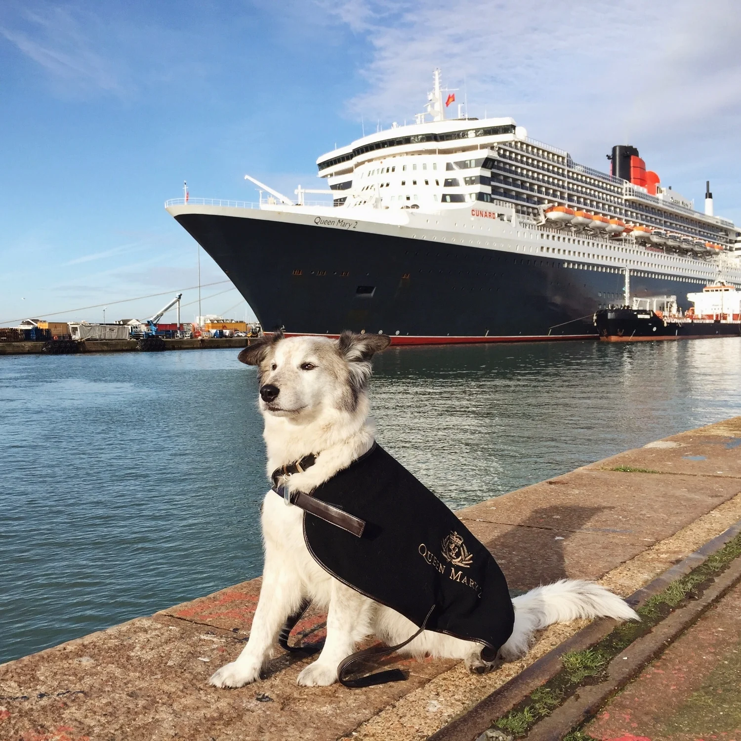 Can Dogs Travel On Trains In Europe