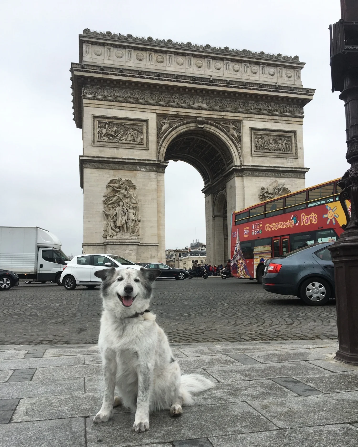 Can Dogs Travel To Europe