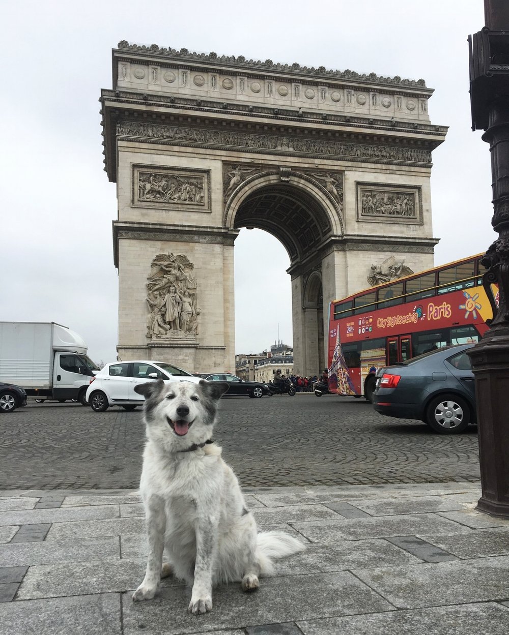 Can You Travel Around Europe With A Dog