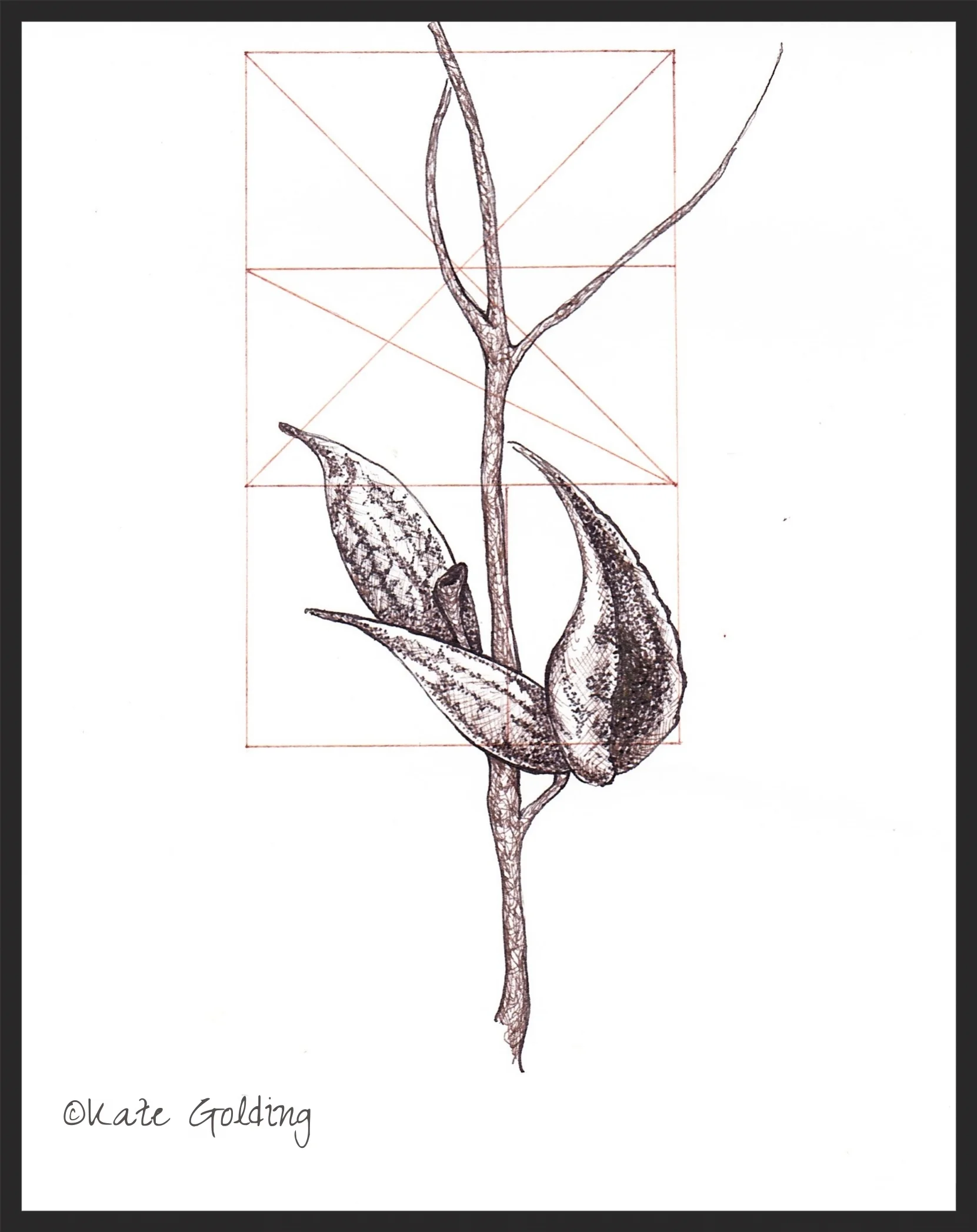 Milkweed