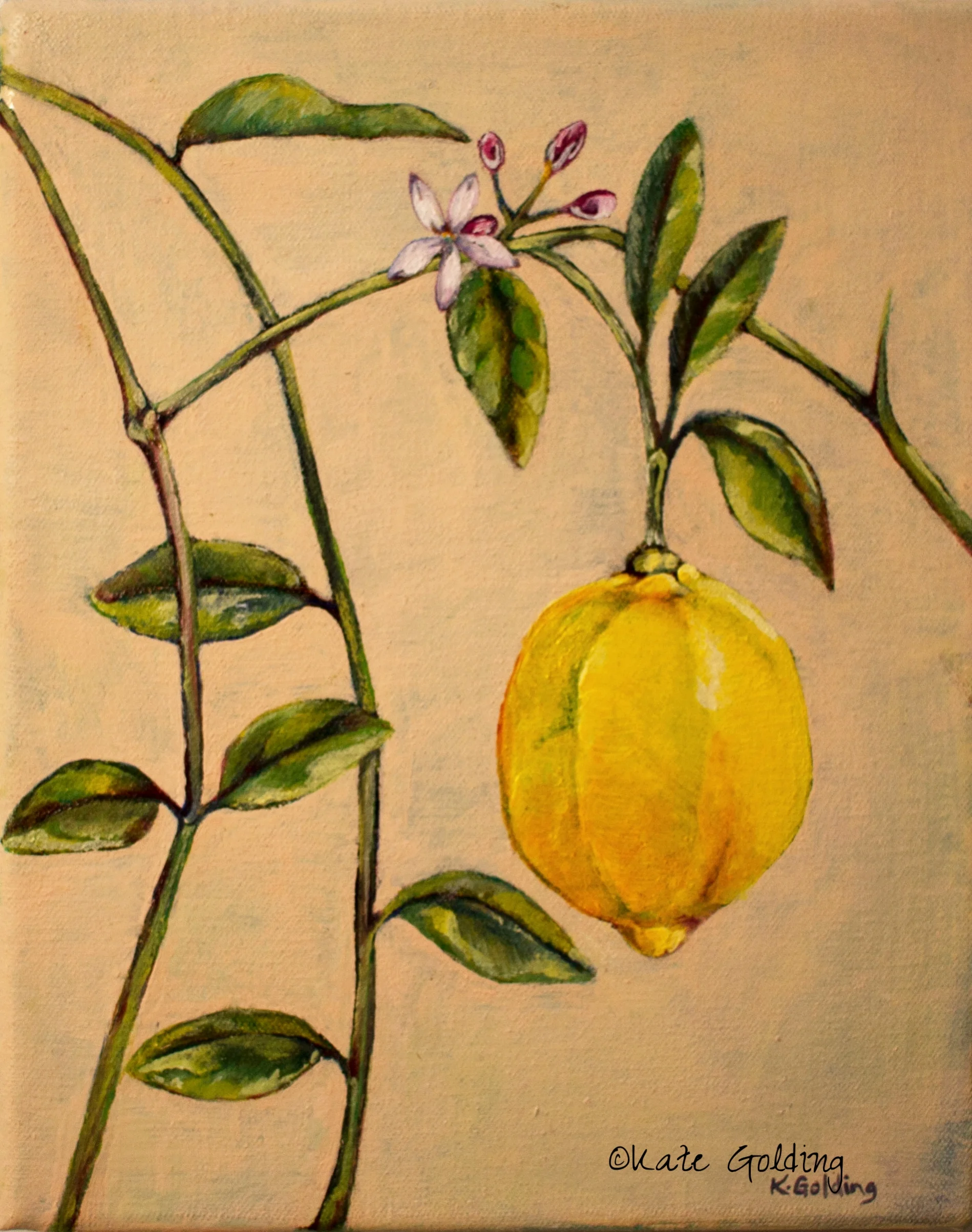  Private Collection. NFS.&nbsp;  