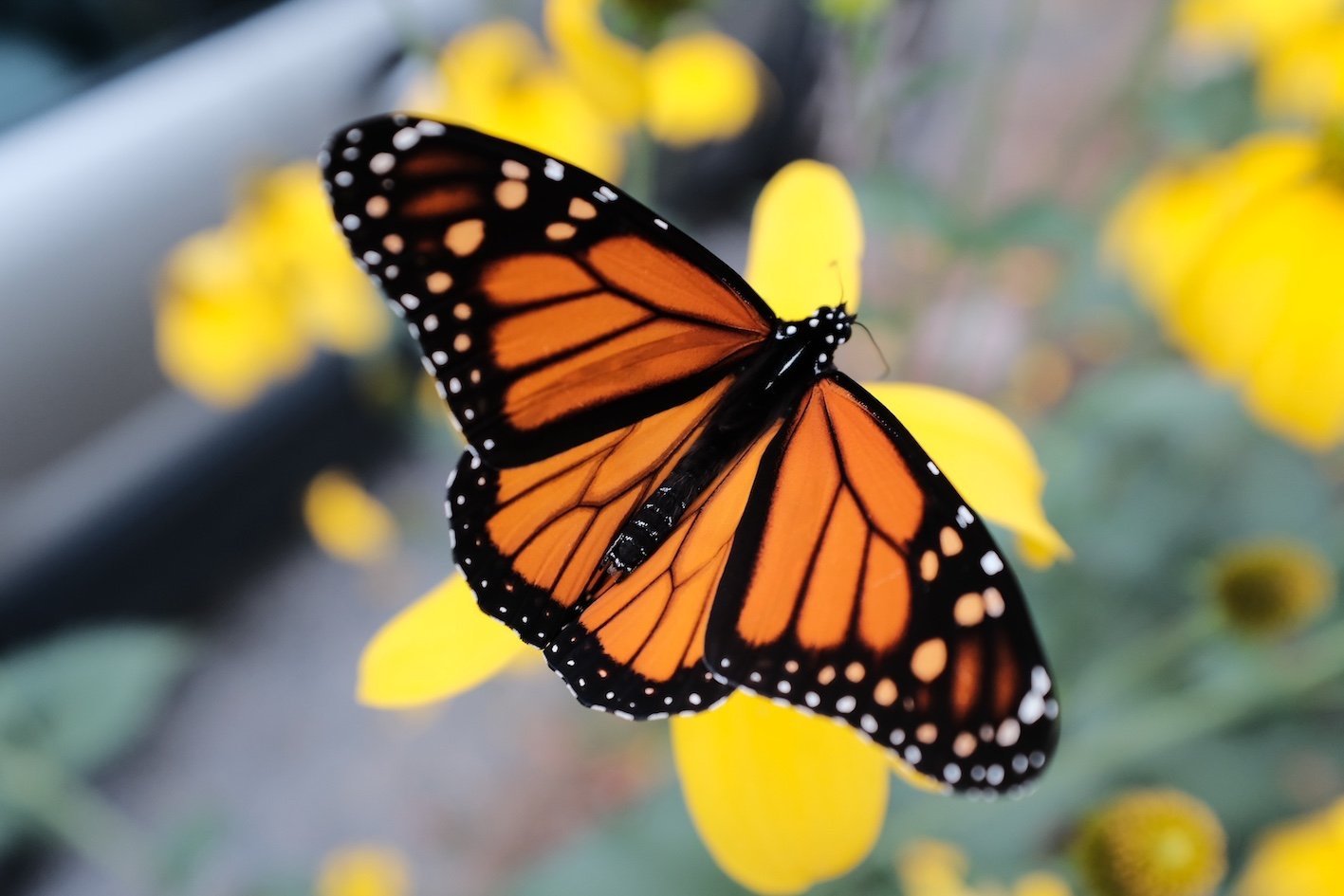 Monarch+Butterfly.jpg