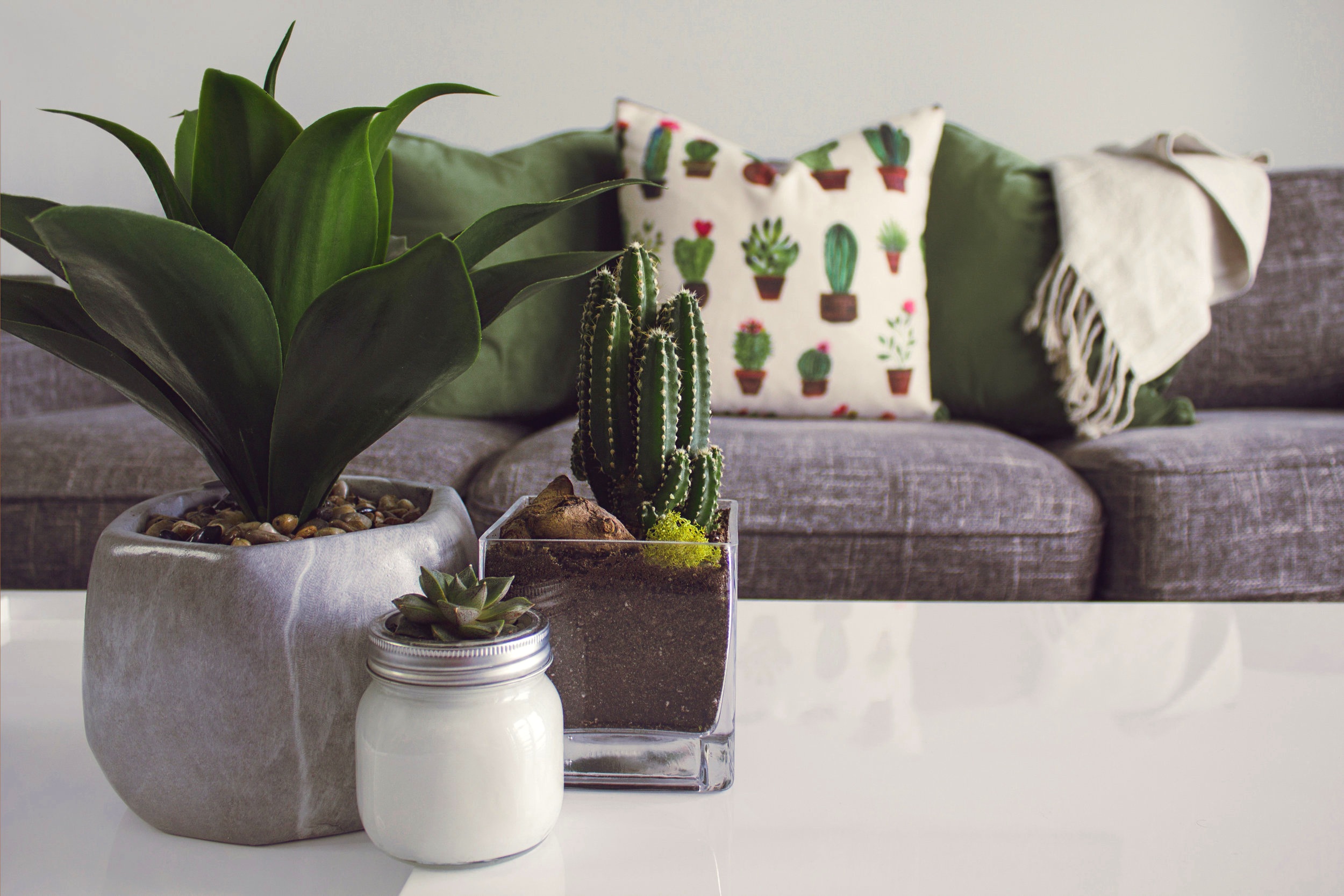 Canva+-+Photo+of+Plants+on+the+Table.jpg