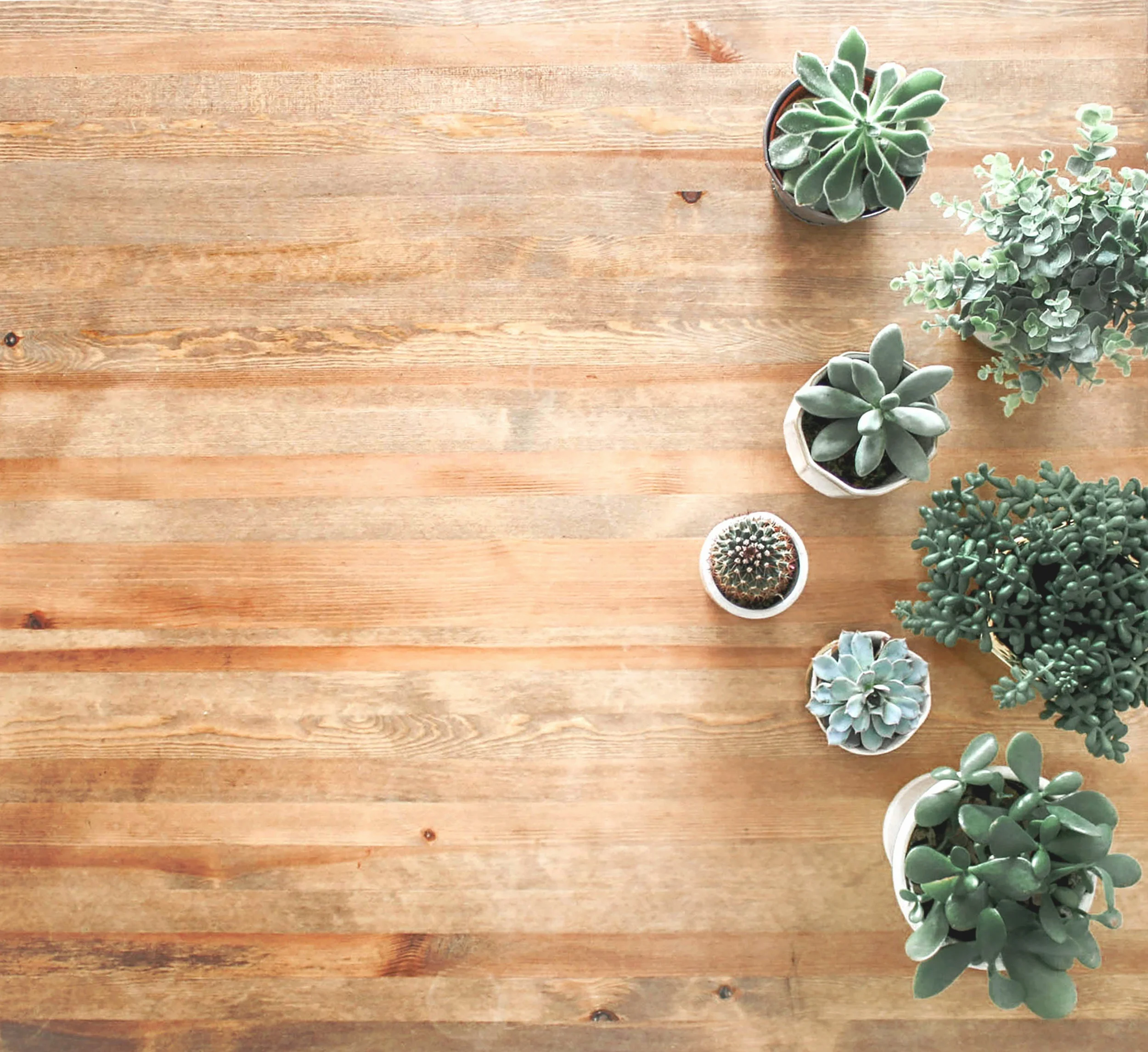 Canva%2B-%2BAbove%2BGround%2BPhoto%2Bof%2BSucculent%2BPlants%2Bon%2BBrown%2BWooden%2BBoard.jpg