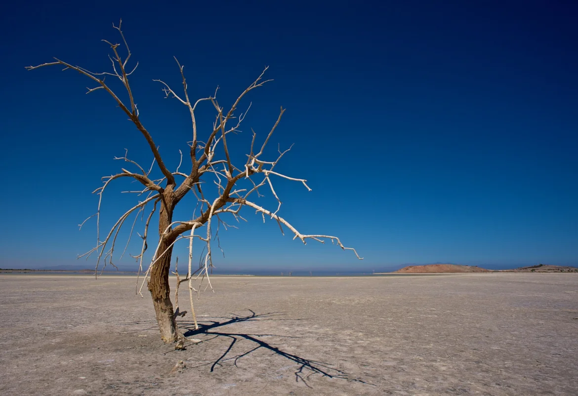 Dancing tree in the desert