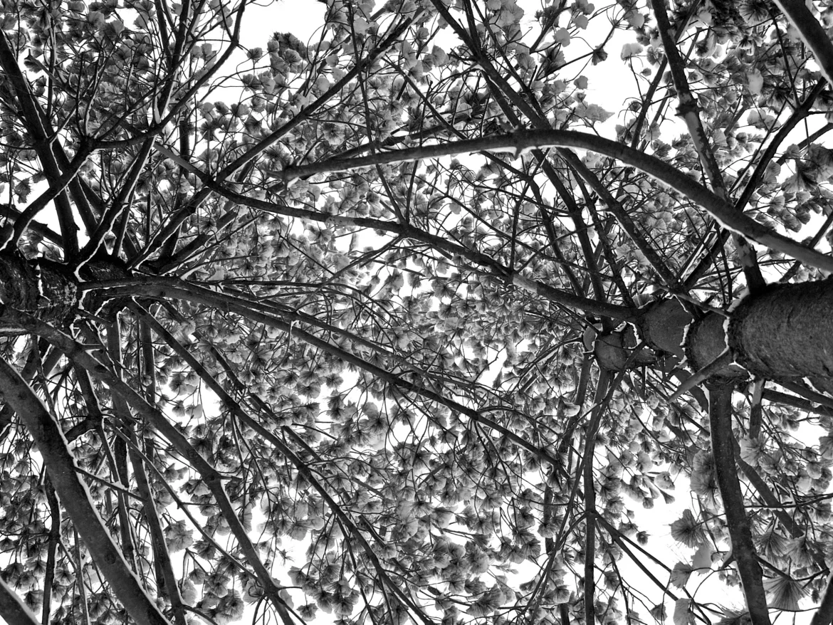 Trees interacting