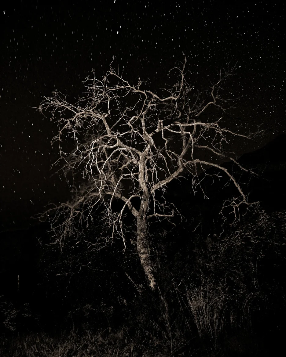 Tree with stars