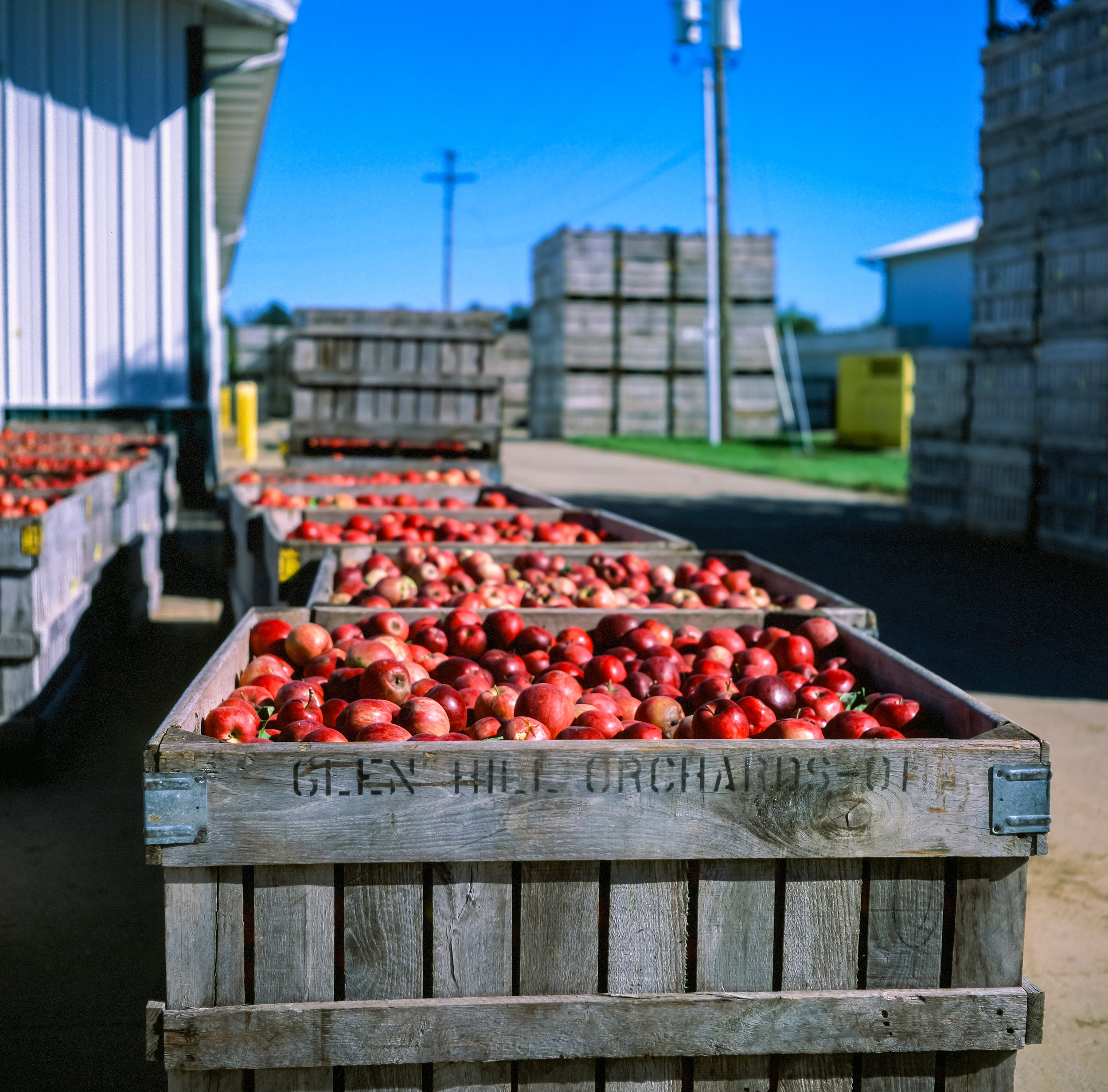 Apples in the fall