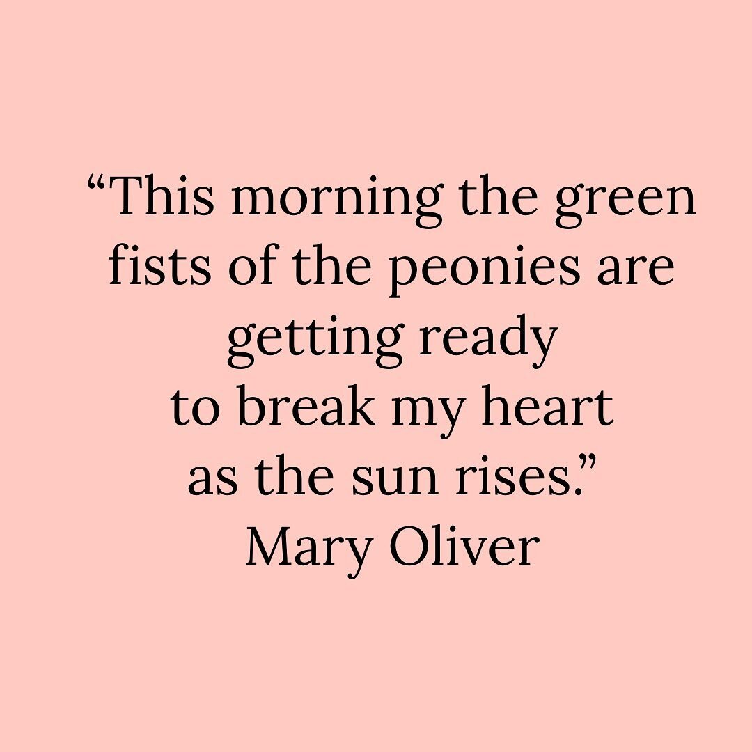 Peonies
by Mary Oliver

This morning the green fists of the peonies are getting ready
to break my heart
as the sun rises,
as the sun strokes them with his old, buttery fingers

and they open&ndash;
pools of lace,
white and pink&ndash;
and all day the