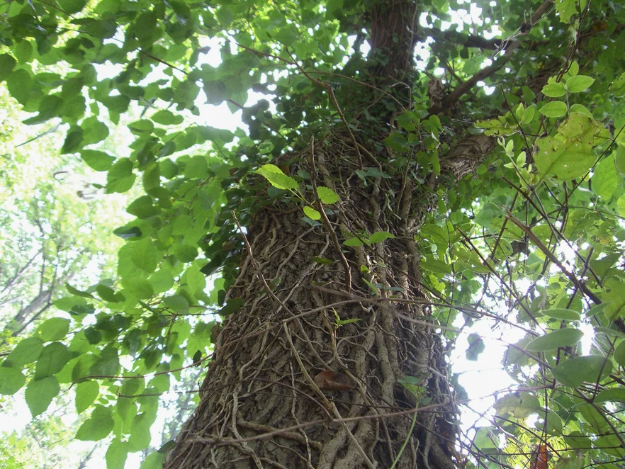 tree with vines.jpg