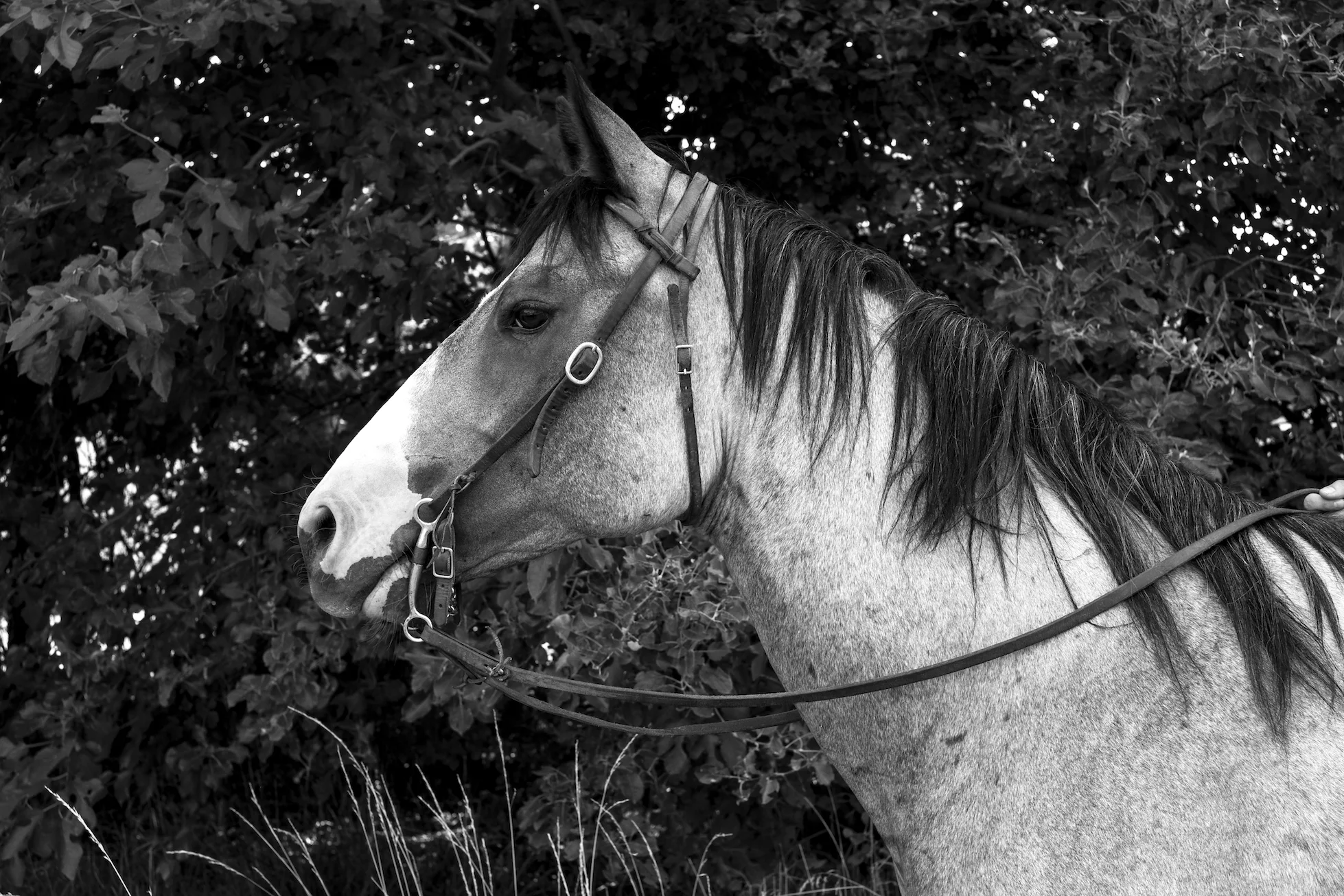 XPRO1133.jpg