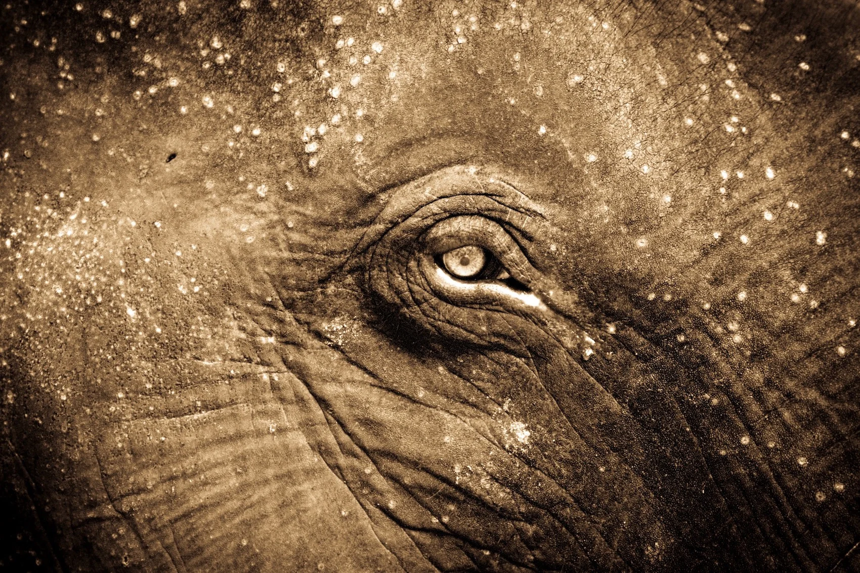 Elephant Eye