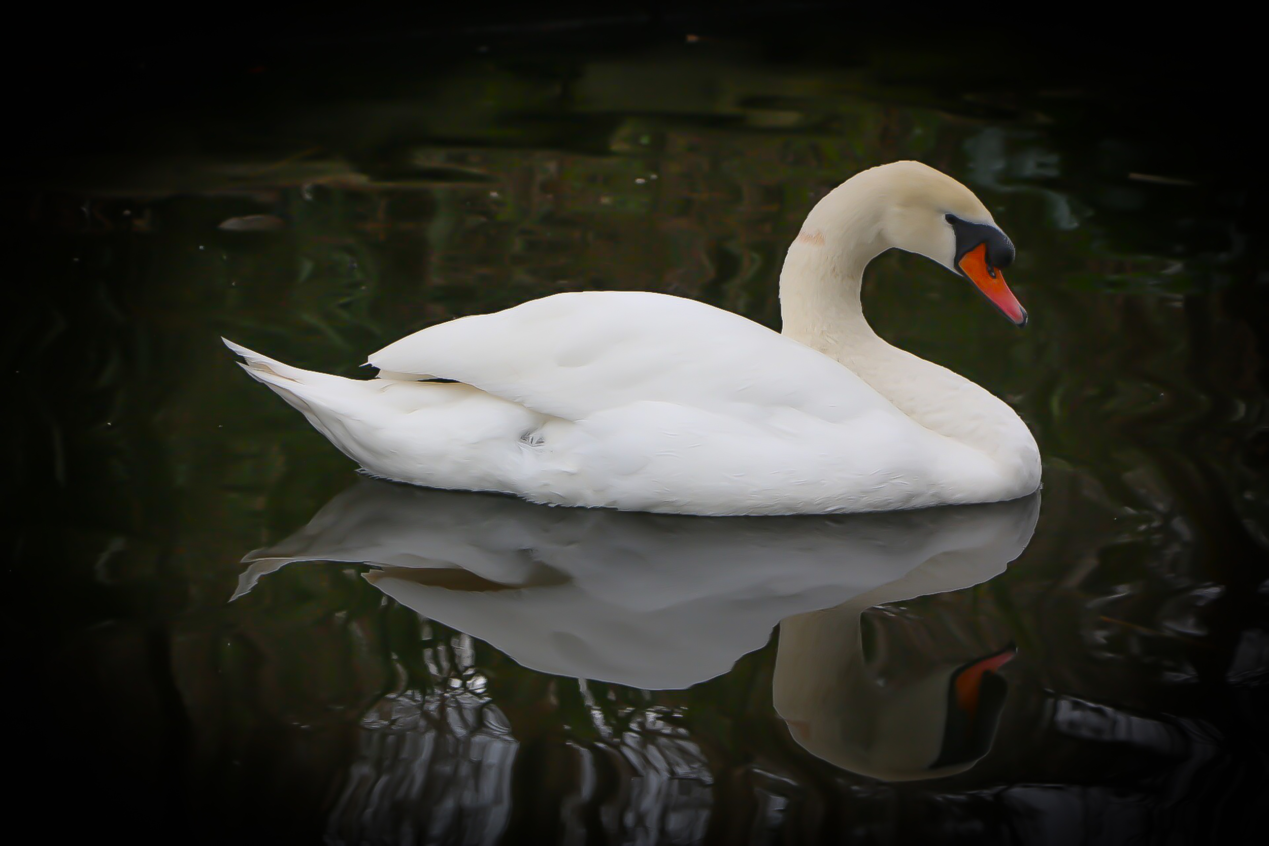 IMG_5112Swan.jpg