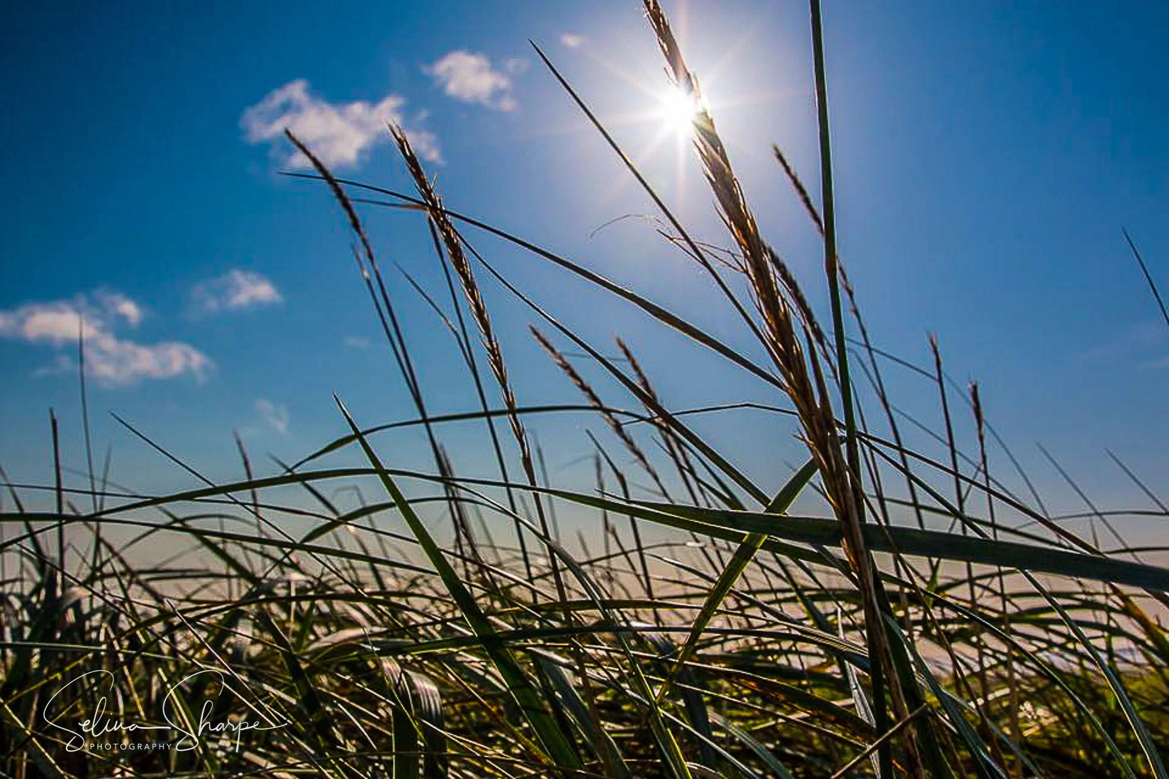 AUTUMN LIGHT img3632editedforartistseventsmallerfile.jpg