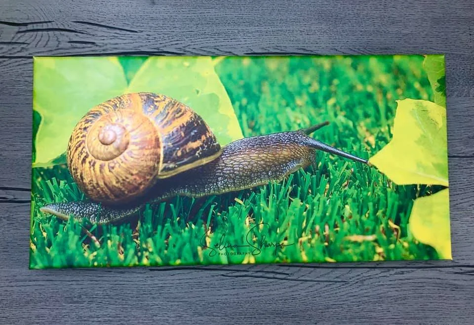 Snail canvas.jpg