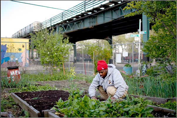 Food banks giving healthier food - produce