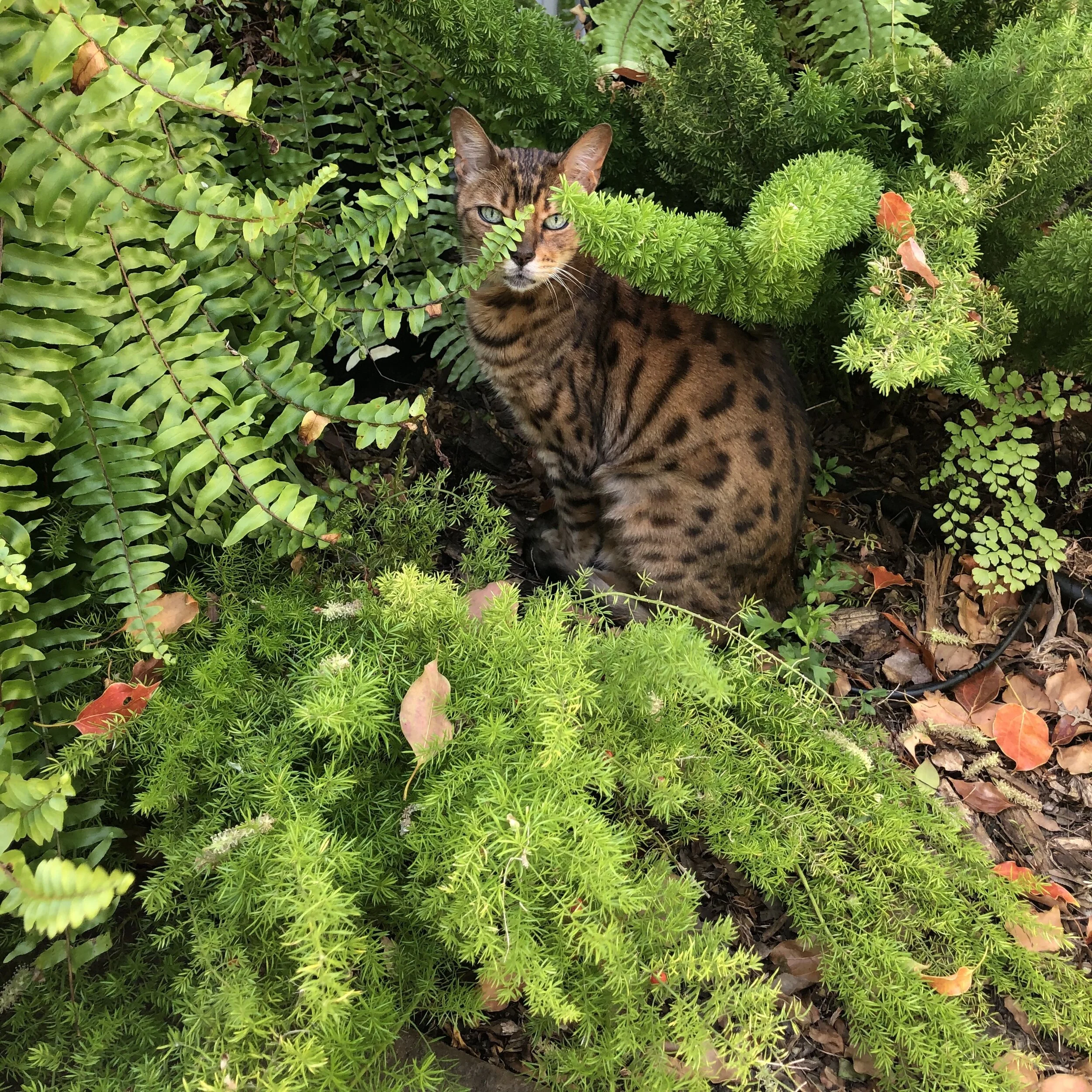 Elements of Surprise