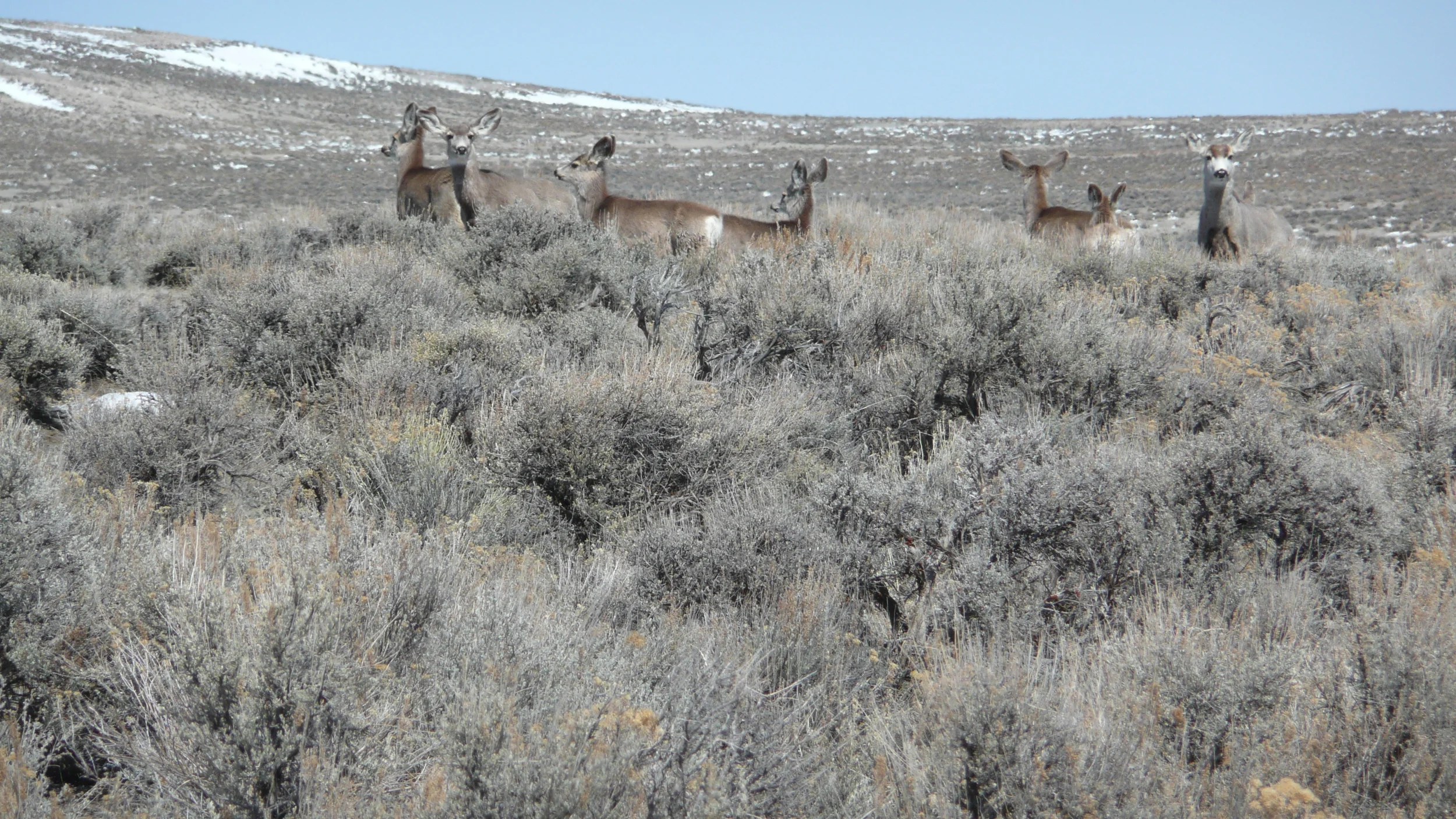 Big trouble on little mountain