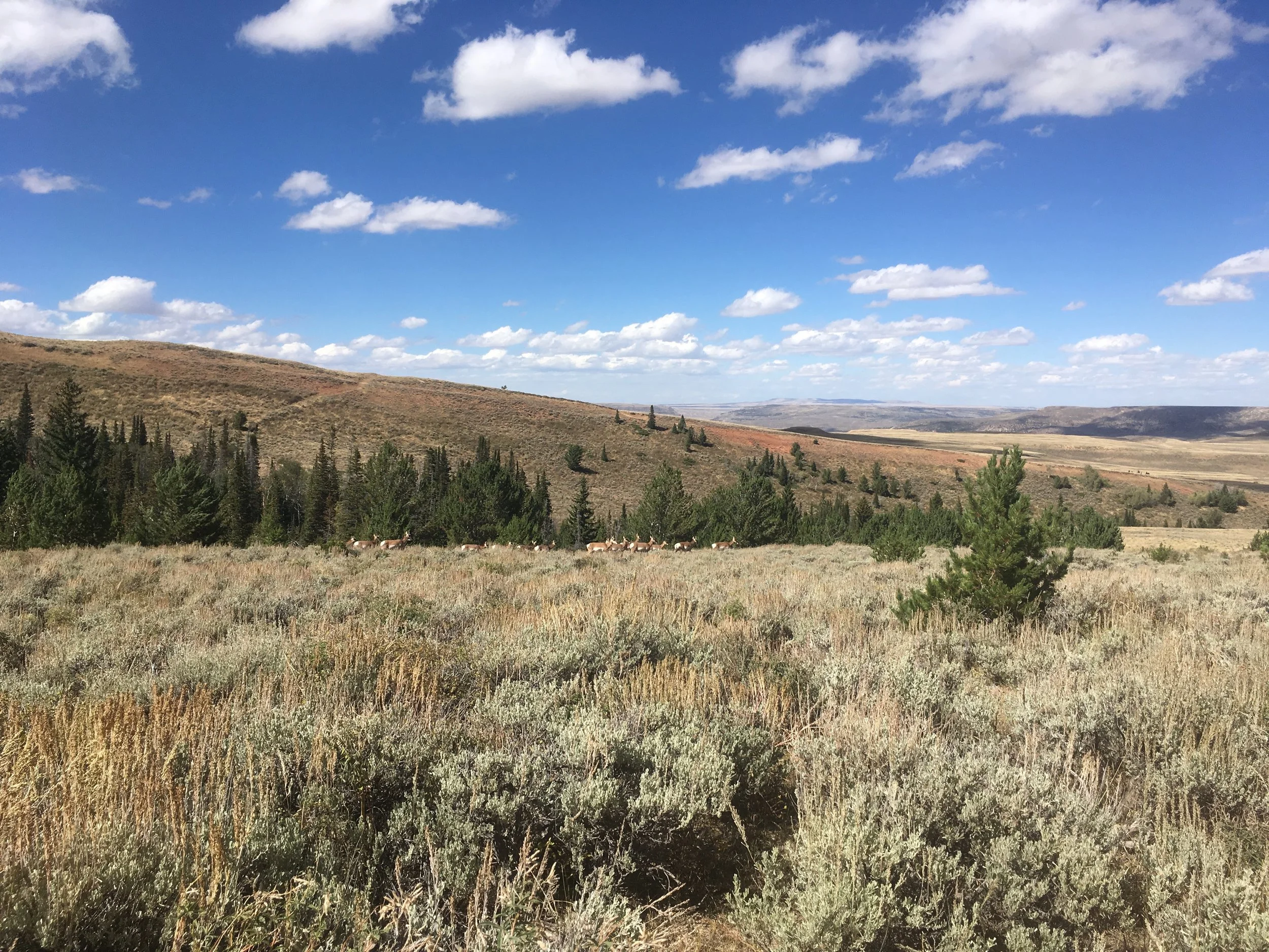 Commissioner: Rushed BLM leasing threatens our way of life