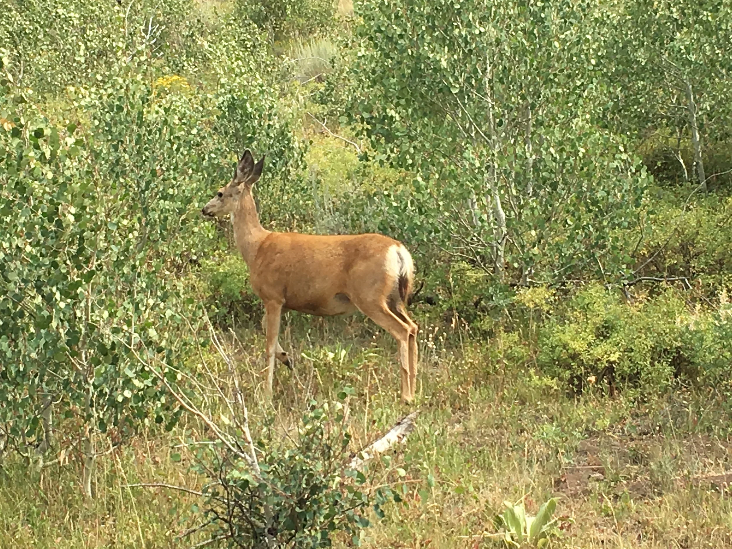 Greater Little Mountain Coalition Hosts Public Events to Highlight Activities on Public Lands