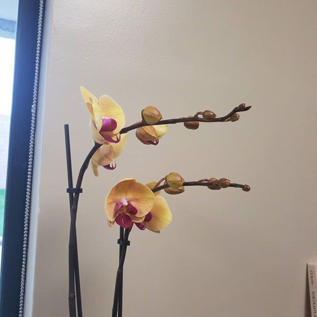 The new additions to my office. #orchids #airplants #kathrynperryorchids