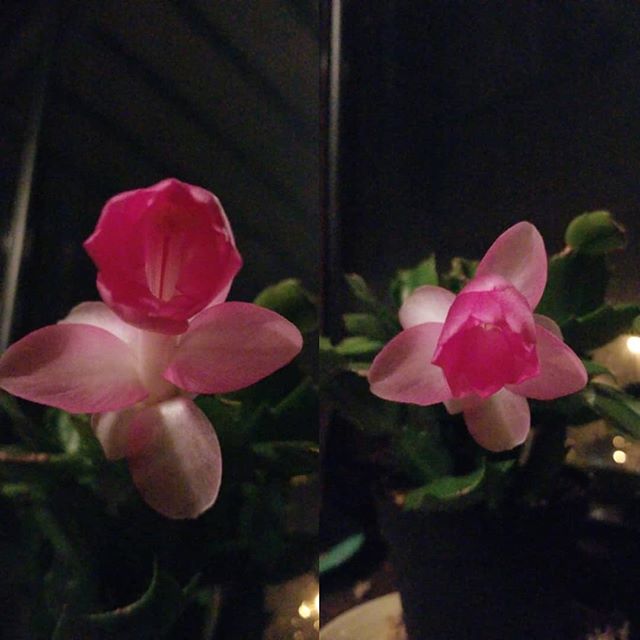 #wintercactus #cactus #flower #cactusflower #pink