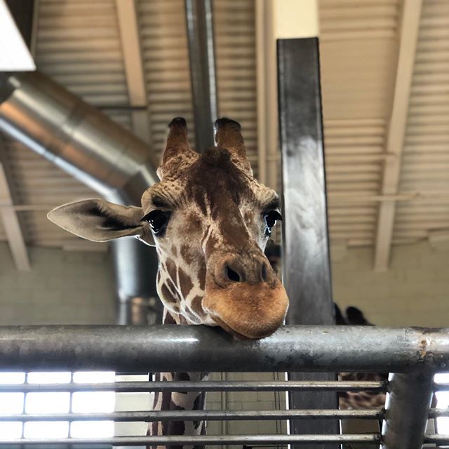 What sound does a giraffe make?