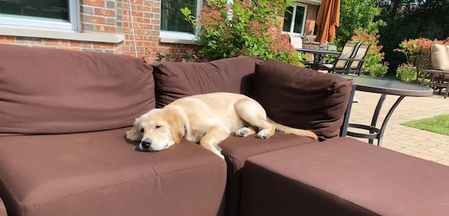 NATIONAL DOG DAY!