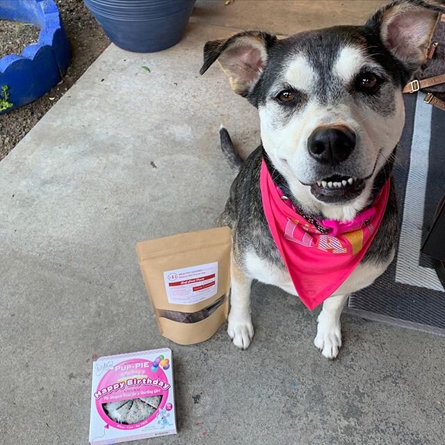 Celebrating her 6th bday with Beef Steak Treats! Sierra is part of the HHK fam 📸 @an_shaneyfelt #healthyhoundskitchen