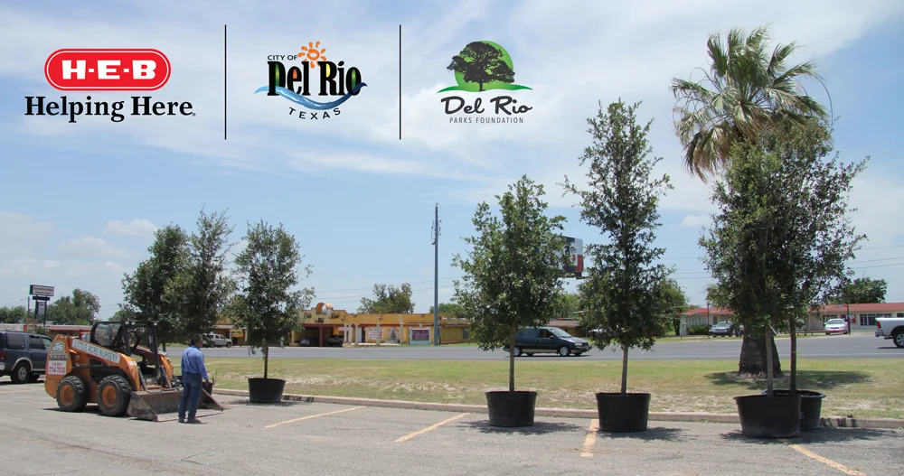 Little acres tree farm landscaping has planted over 30 trees in the newly designed Del Rio Civic Center space