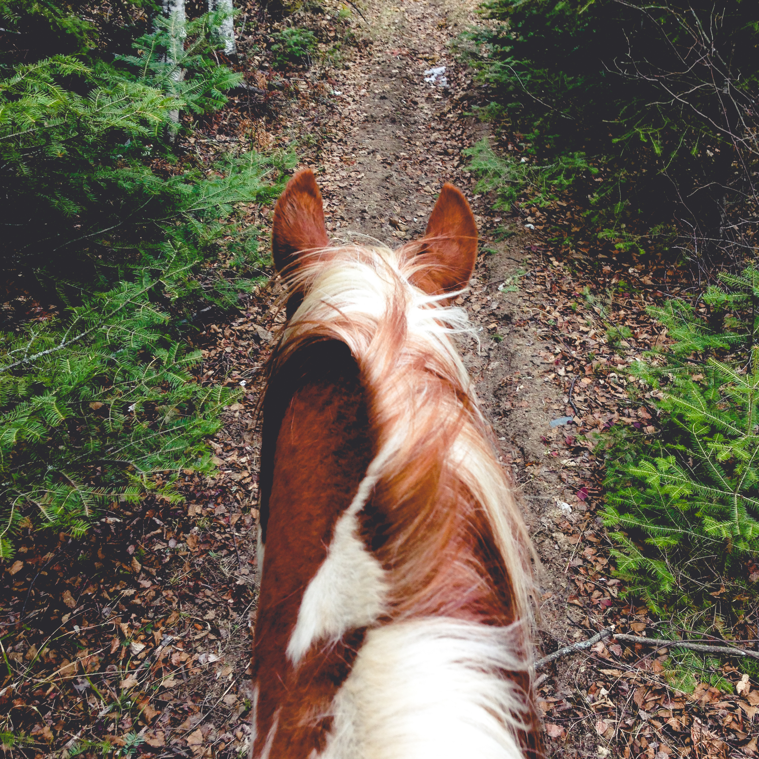 Forty-Minute Ride This slightly shorter ride is ideal for families with young children looking for that first safe and enjoyable horseback experience. The ride follows our well-maintained trails through a beautiful forest setting. See rates HERE .
