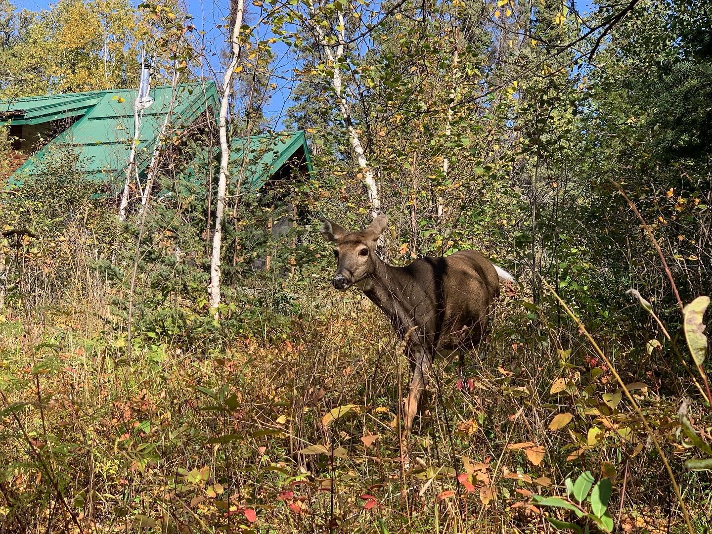 Wild resident spotted at the cabins yesterday. 

She was missing the top of her left ear so she&rsquo;ll be easy to recognize if we see her again!

#explorethewhiteshell #exploreMB