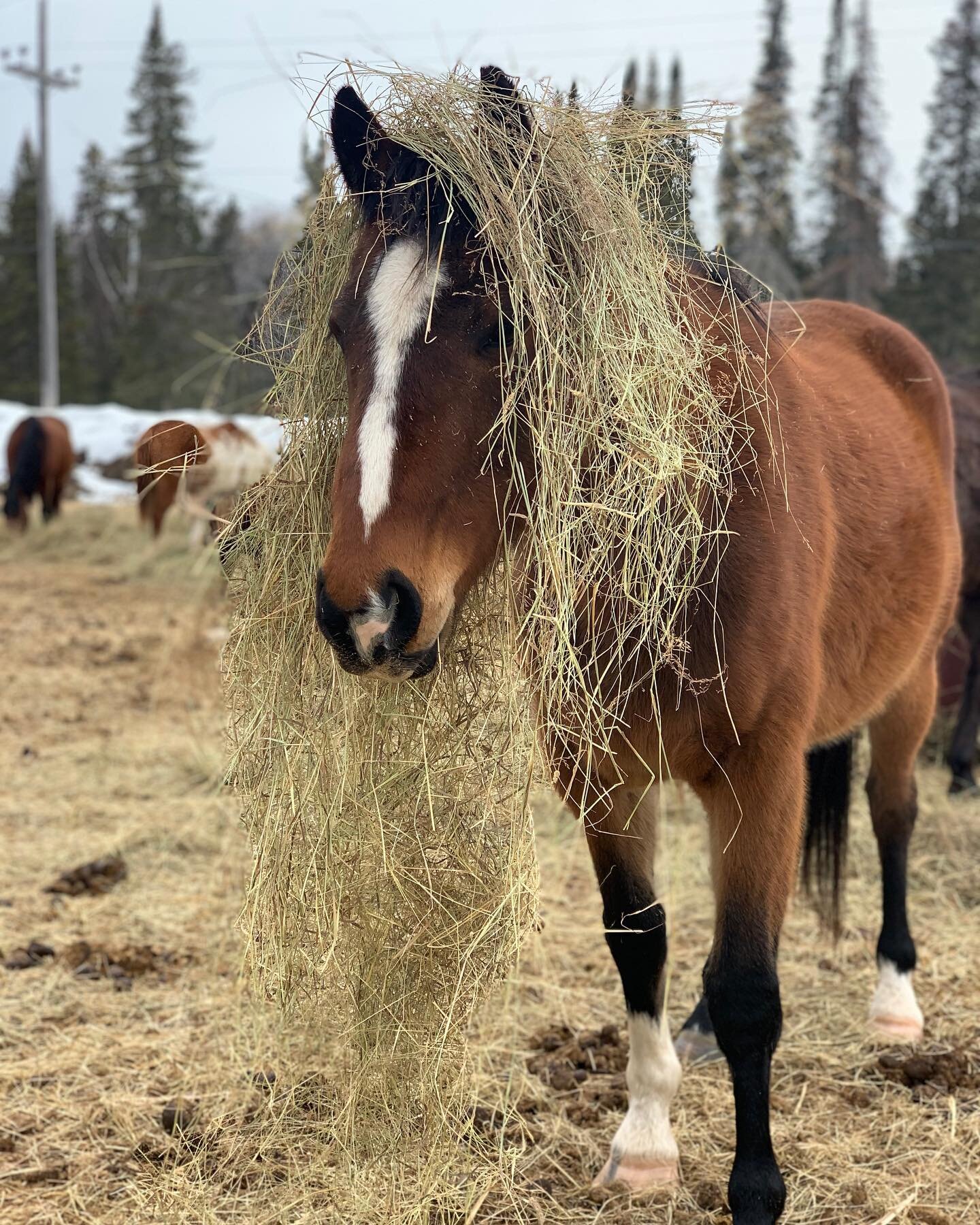 Anyone else still hiding from winter? - Monty

#explorethewhiteshell #exploreMB #manitobahorses