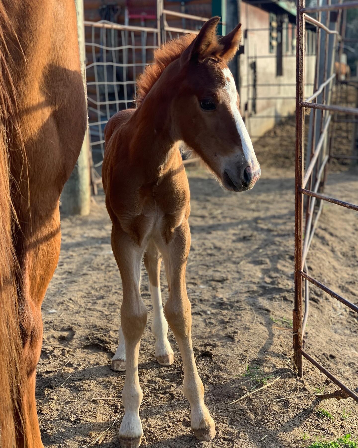 Welcome little Solo! This strong, healthy colt showed up on May 4th during the night. Scarlet has been a great mom, protective and patient. He&rsquo;s sired by our Belgian - Johnny - so he&rsquo;s going to be a big boy!